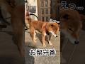 お利口さんを、サンタさんは見ている！#柴犬 #柴犬のいる暮らし #柴犬の日常 #お利口さん #力丸