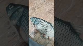 bruh my toy fish is gonna make me famous?
