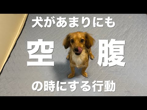愛犬がいつも空腹な5つの理由と病気の可能性