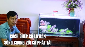 Cách ghép cá La hán sống chung với cá Phát tài