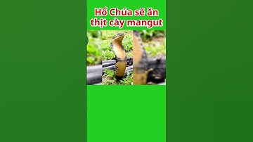 Thức Ăn Của Rắn Hổ Mang Chúa Cực Độc, Có Cả Cầy Mangut #shorts