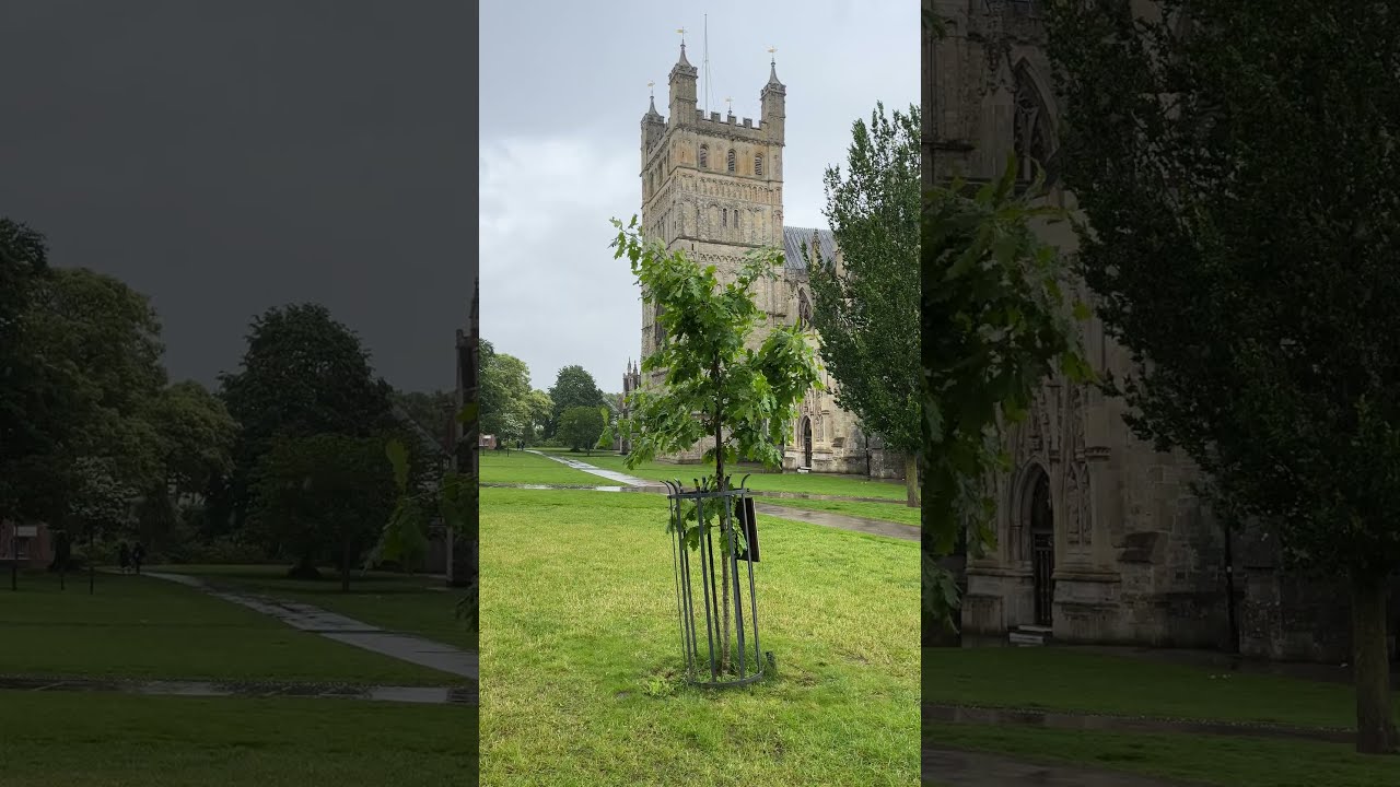 Sessile oak - tree - May 2024
