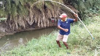 Cat fishes and Chitala fish Hunting by Fisherman|Best Single Hook fishing in Village pond