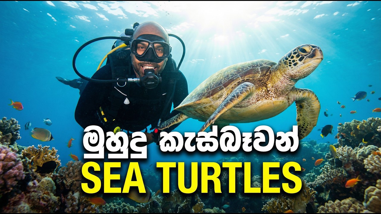 මුහුදු කැස්බෑවන් | Sea Turtles | Dr. Ru Somaweera | #යංසත්තුබලන්න #rugoeswild