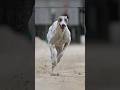 Top 10 fastest dog breeds in the world  shorts top10 dog