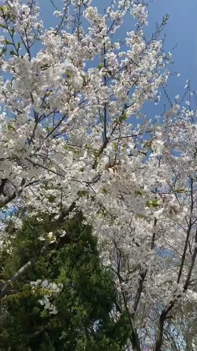 Hello Spring Cherry Blossom | Sakura Spring 2022 | Seoul Spring #cherryblossom #shorts
