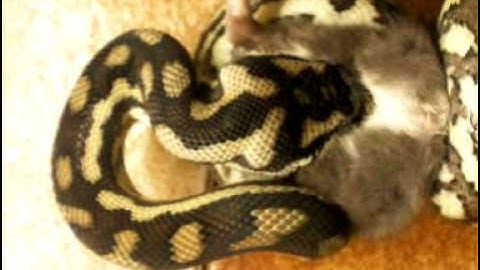 Carpet python eats rat backwards