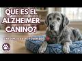 Que es el Alzheimer en Perros o Síndrome de Disfunción Cognitiva🐾🧠