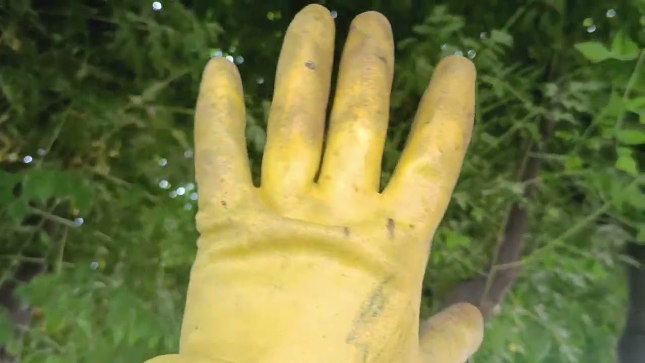 پەروەردەکردنی داری چەتر (سباح بح)و هۆی پەسنتری داری ناروەند لەداری چەتر