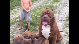 Hulk The Pit Bull Is All About Family