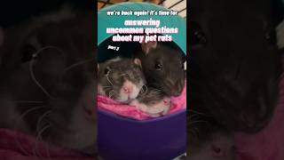 Answering Uncommon Pet Rat Questions Part 3!