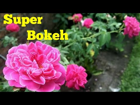 cara-pasang-google-camera-mod/gcam-mod-tanpa-root-bokeh-kamera-depan-belakang-beserta-klarifikasi