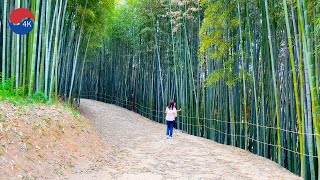 [4K] Korea Walk – Juknokwon, Bamboo forest , A travel destination that Koreans want to go to.