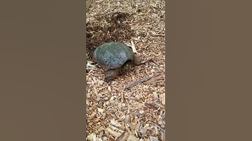 stumbling on a snapping turtle laying eggs