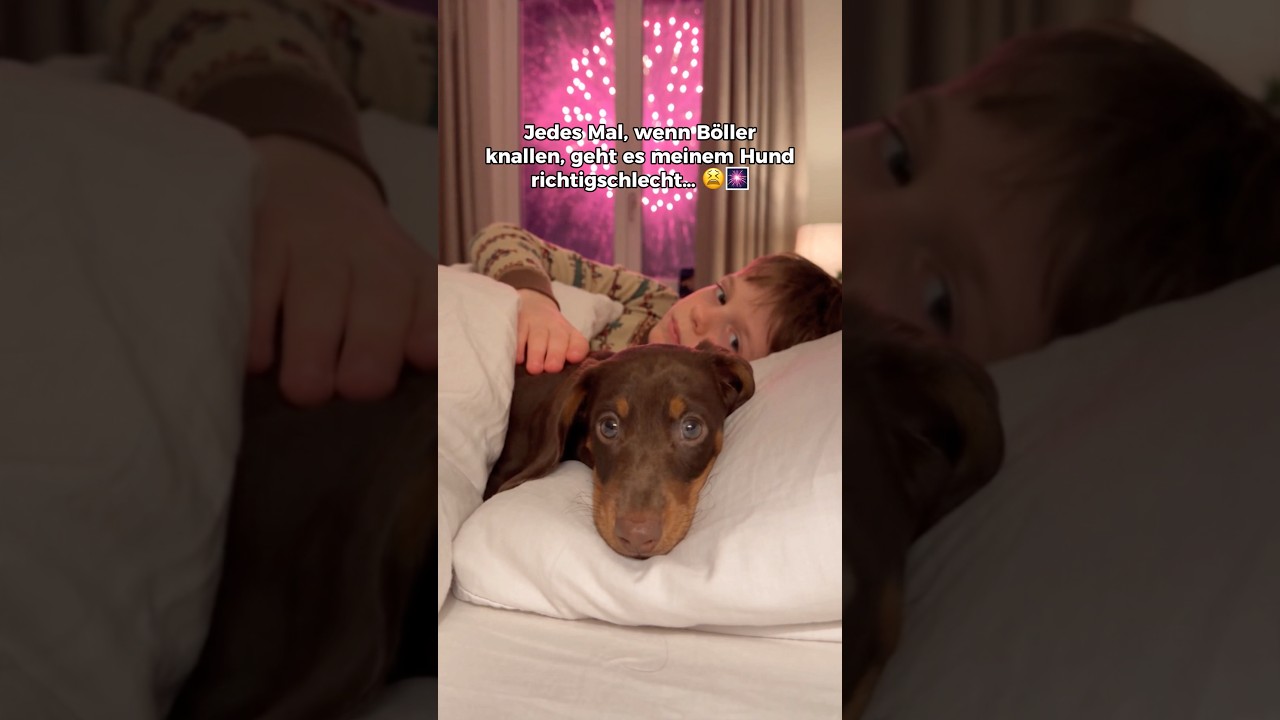 Kommentiere “RUHE“, wenn dein Hund solche Ohrenschützer braucht❤️‍🩹#hundeliebe #böllerangst #hund
