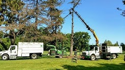Remote Controlled Tree Removal
