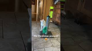 This kitty loves his Christmas present! #kitty #cat