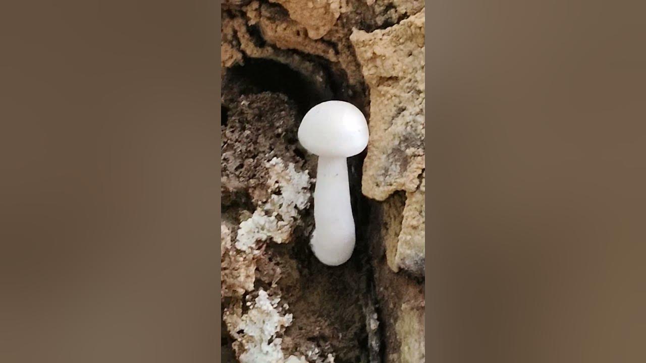 fungus 🍄‍🟫 status