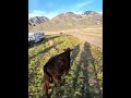 Smooth like butter! #cows #ranch #cowboys #horse