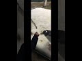 Pinguin