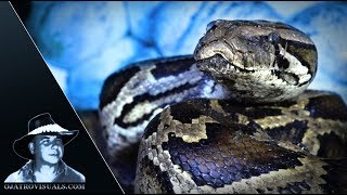 Aggressive Burmese Python Incubating 01