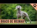 Braco De Weimar Información De Raza De Perro | Perros Mundo