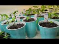 How to make a plant nursery