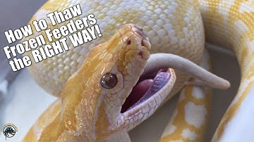 How to Properly Thaw Frozen Feeders for Your Pet Snakes! 🐀🐍