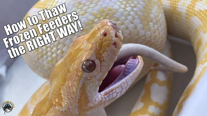 How to Properly Thaw Frozen Feeders for Your Pet Snakes! 🐀🐍