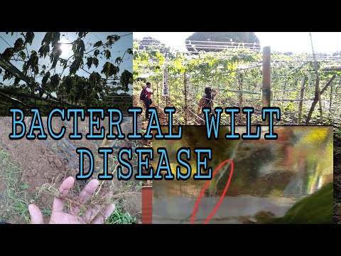 Video: Bacterial Blight Sa Bean Plants: Mga Tip sa Pagkontrol ng Bacterial Wilt