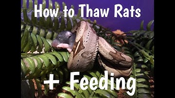 How I thaw previously frozen rat pups | Feeding a Suriname red tail boa and ball pythons (END BONUS)