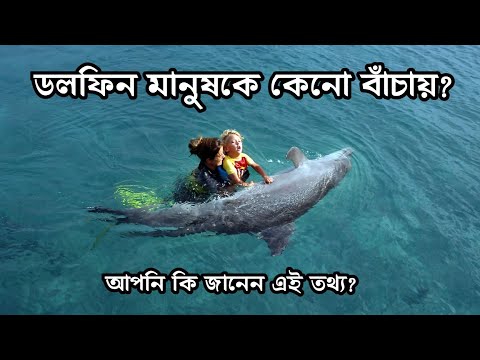 ভিডিও: পুল 