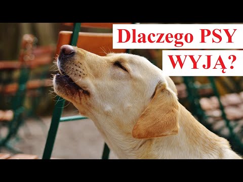 Wideo: Jakie Szczepienia Szczeniąt są Wymagane Prawnie?