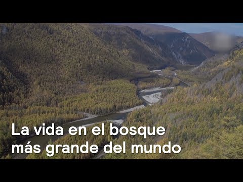 Video: Los escitas son rus