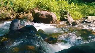 WATERFALL GENTLE STREAM SOUND IN FOREST 24/7. WATERFALL SOUNDS, FLOWING WATER, WHITE NOISE FOR SLEEP