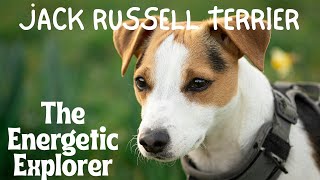 Jack Russell Terrier : The Energetic Explorer