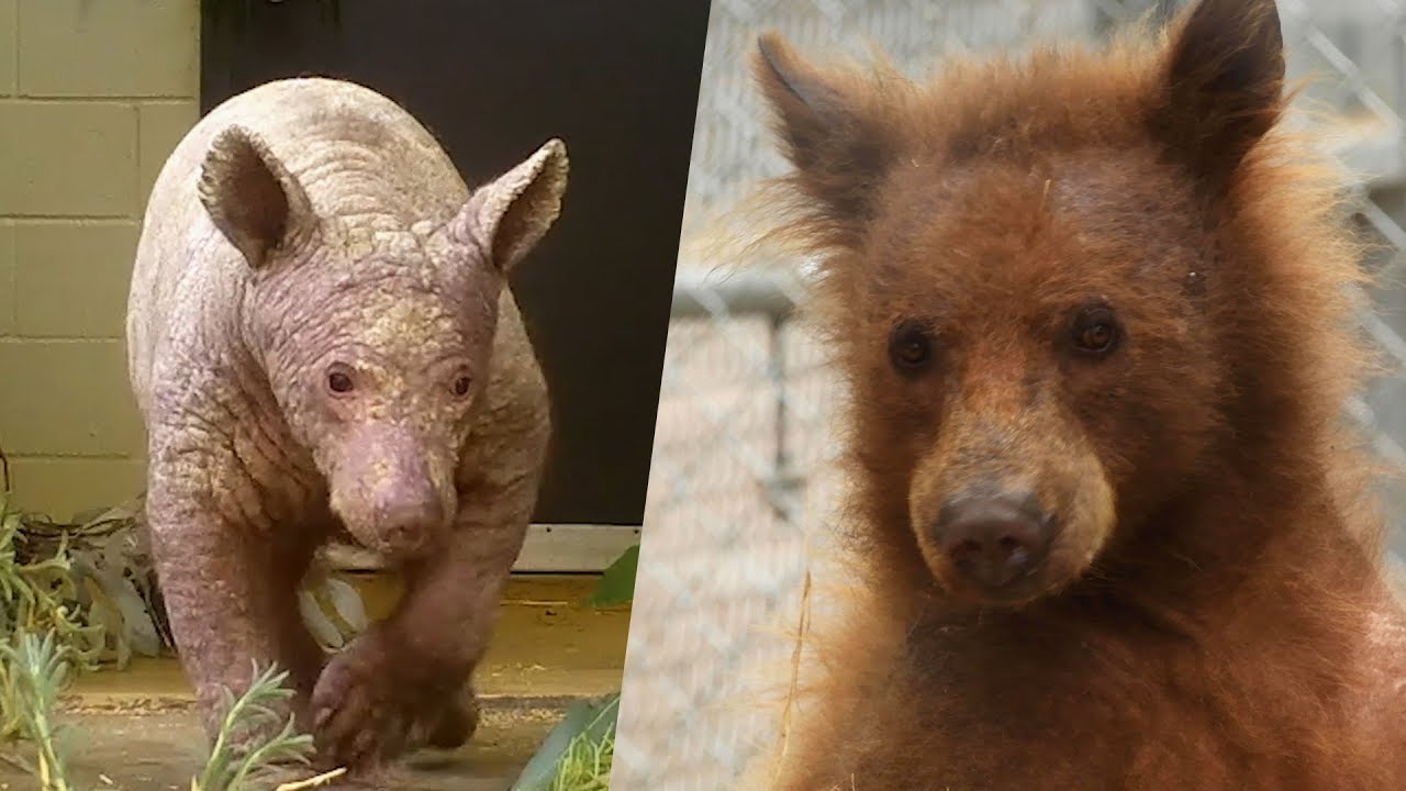 Formerly Ill and Hairless Bear Debuts New Coat and Happy Attitude After 2  Years of Rehab