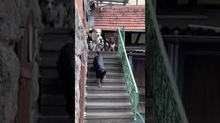 Çağrılan Köpekler Ismiyle Geliyor, Inanılmaz Köpek 