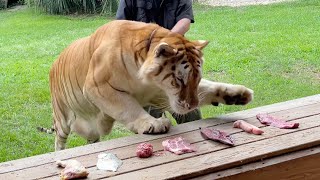 Giant Tiger Charcuterie Mukbang - YouTube