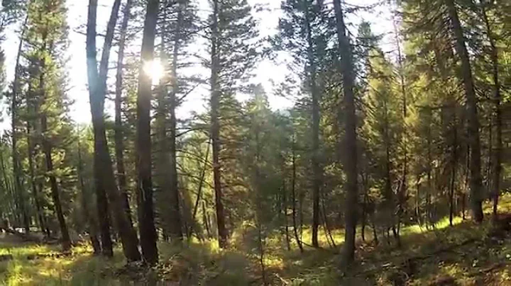 Idaho Archery Elk 2014