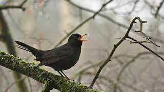 Solo blackbird call | Bird Sounds