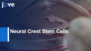 Isolation & Culture: Neural Crest Stem Cells From Human Hair Follicles l Protocol Preview