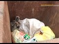 В Ревде живых щенков выбросили в мусорку