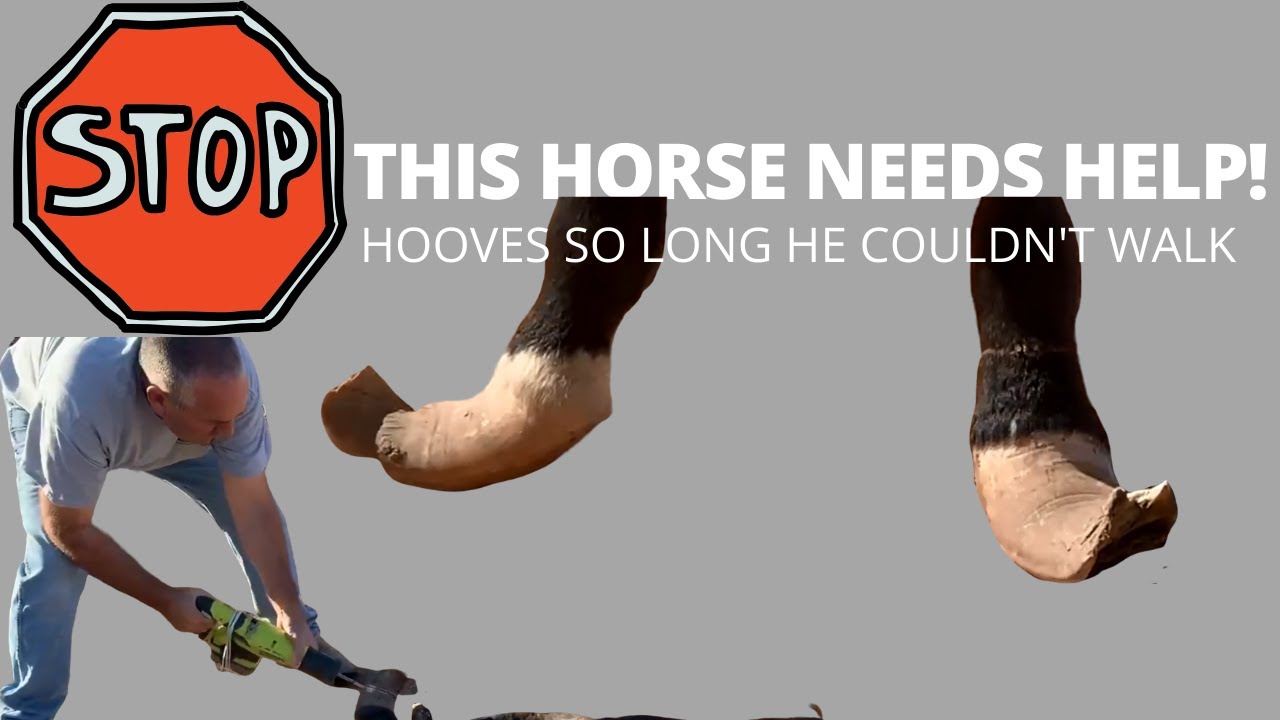 NEGLECTED HORSE HOOVES SO LONG IT COULDN'T WALK ANIMAL RESCUE YouTube