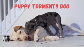 Puppy Tormenting Old Dog  ask me anything dog training video