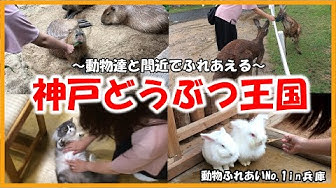 動物ふれあい Youtube
