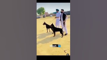 Thumbnail of Bambiha bole (shoot time)#amritmaan #sidhumoosewala#shorts #viral#trending#foryou #whatsappstatus