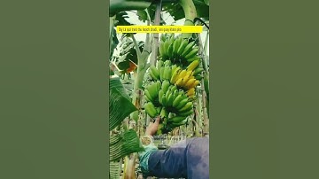 thu hoạch buồng chuối siêu to tại vườn #shorts