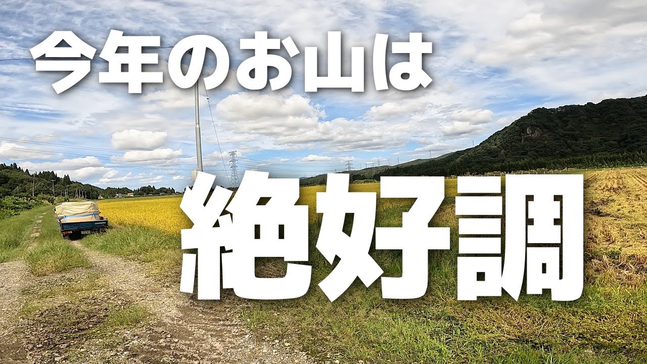 稲刈りもクライマックスへ