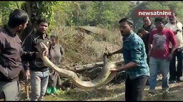 Two Pythons rescued in Siliguri.